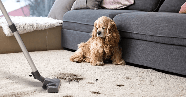 <transcy>My Dog Is Afraid Of Vacuums, What Can I Do？</transcy>
